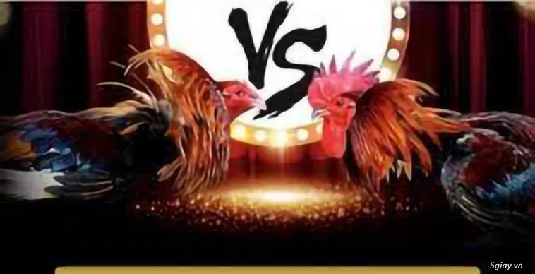 Đỉnh Cao Với Đá Gà VNZ6 Cơ Hội Rinh Tiền Thưởng Lớn Về Túi