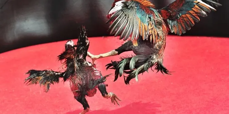 Bí Kíp Cao Thủ Về Cách Chơi Đá Gà Sabong Tại VNZ6 Đỉnh Cao Nhất