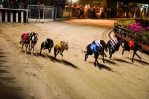 Bí Kíp Cách Chơi Game Nhanh Đua Chó Tại VNZ6 Rinh Tiền Tỷ Về Túi