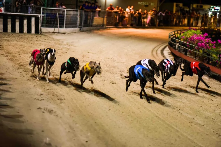 Bí Kíp Cách Chơi Game Nhanh Đua Chó Tại VNZ6 Rinh Tiền Tỷ Về Túi