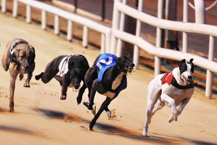 Bí Kíp Cách Chơi Game Nhanh Đua Chó Tại VNZ6 Rinh Tiền Tỷ Về Túi