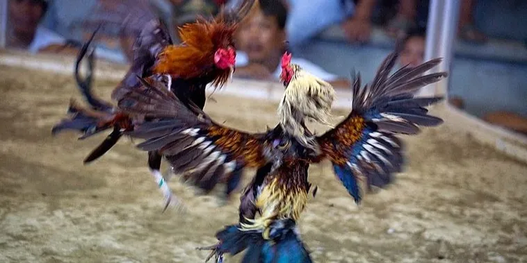 Bí Kíp Cao Thủ Về Cách Chơi Đá Gà Sabong Tại VNZ6 Đỉnh Cao Nhất